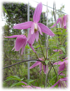 Ranunculaceae Atragene alpina L. cv. Constance