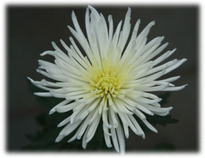 Asteraceae Chrysanthemum indicum L. cv. Anastasia White