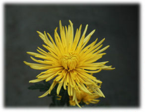 Asteraceae Chrysanthemum indicum L. cv. Anastasia Yellow