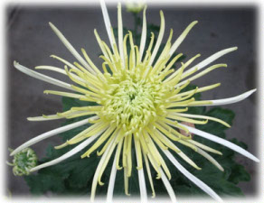 Asteraceae Chrysanthemum indicum L. cv. Donlops White Spider