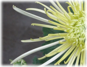 Asteraceae Chrysanthemum indicum L. cv. Donlops White Spider