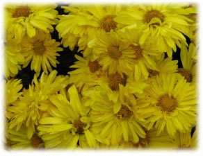 Asteraceae Chrysanthemum coreanum (H. Levl. et Vaniot) Nakai ex T. Mori cv. Дружная Семейка