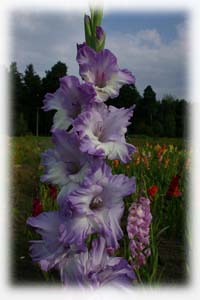 Gladiolus x hybridus hort. cv. Blue Frost