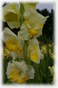 Gladiolus x hybridus hort. cv. Bugge
