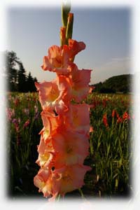 Gladiolus x hybridus hort. cv. Dolce Vita