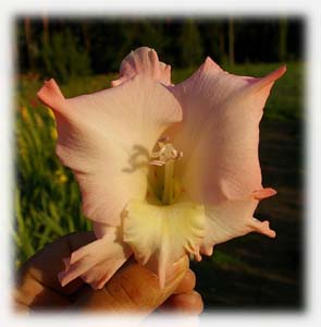 Iridaceae Gladiolus x hybridus hort. cv. Dolce Vita