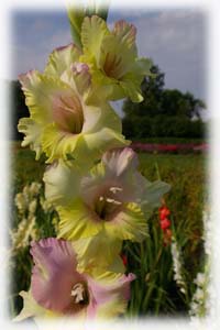 Iridaceae Gladiolus x hybridus hort. cv. Mon Amour
