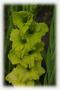 Gladiolus x hybridus hort. cv. Green with Envy