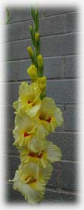 Iridaceae Gladiolus x hybridus hort. cv.  . 