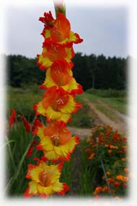 Gladiolus x hybridus hort. cv. Princess Margaret Rose
