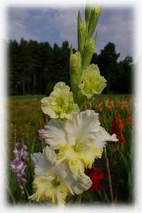 Iridaceae Gladiolus x hybridus hort. cv. Lauritta