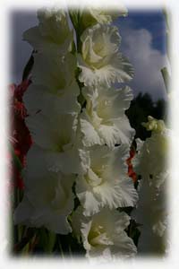 Iridaceae Gladiolus x hybridus hort. cv. Iceberg