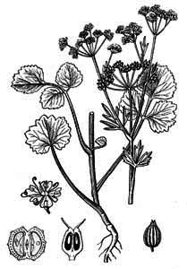 Apiaceae Pimpinella anisum L. 