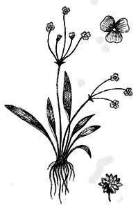 Alismataceae Baldellia ranunculoides (L.) Parl. 