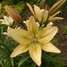 Liliaceae Lilium x hybridum hort. cv. Spirit