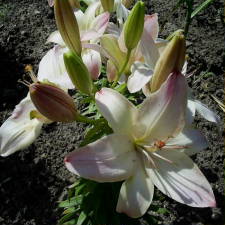 Lilium x hybridum hort. cv. Marlene