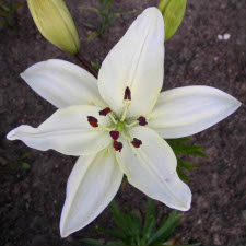Liliaceae Lilium x hybridum hort. cv. Apollo