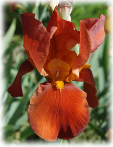Iris x hybrida hort. cv. Brasilia