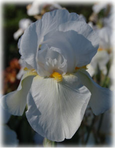 Iridaceae Iris x hybrida hort. cv. Людмила Пахомова