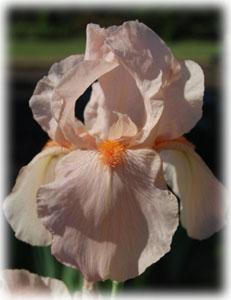 Iridaceae Iris x hybrida hort. cv. Марина Раскова
