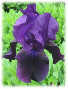 Iridaceae Iris x hybrida hort. cv. Blue Baron