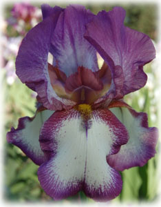 Iridaceae Iris x hybrida hort. cv. Славянский Базар