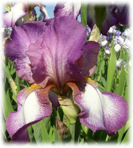 Iridaceae Iris x hybrida hort. cv. Славянский Базар