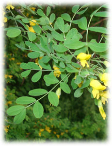 Fabaceae Caragana arborescens Lam. 