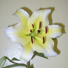Liliaceae Lilium x hybridum hort. cv. Conca d Or