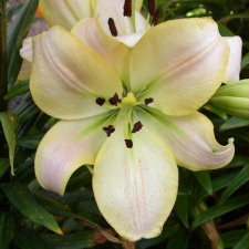 Lilium x hybridum hort. cv. Dante