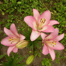 Liliaceae Lilium x hybridum hort. cv. Samur