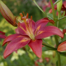Lilium x hybridum hort. cv. Miss Alice