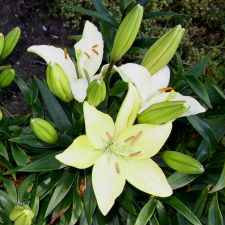 Liliaceae Lilium x hybridum hort. cv. Royal Fantasy