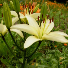 Liliaceae Lilium x hybridum hort. cv. Zsa-Zsa