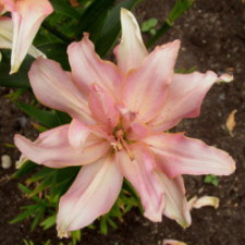 Lilium x hybridum hort. cv. Aphrodite