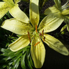 Lilium x hybridum hort. cv. Lime