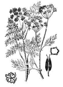 Apiaceae Carum carvi L. 
