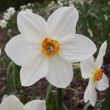 Amaryllidaceae Narcissus x hybridus hort. cv. Red Beacon