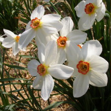 Амариллисовые Нарцисс гибридный  сорт Red Beacon