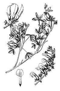 Fabaceae Chamaecytisus ruthenicus (Fischer ex Woloszczak) A. Klaskova 
