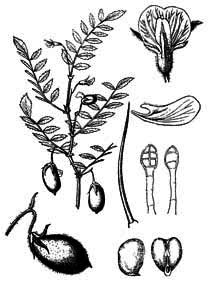 Fabaceae Cicer arietinum L. 