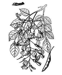Fabaceae Cladrastis kentukea (Dum.-Cours.) Rudd 