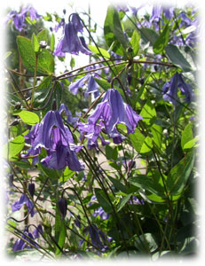 Ranunculaceae Clematis x hybrida hort. cv. Синий Дождь