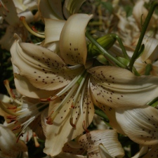Liliaceae Lilium x hybridum hort. cv. Пяшчота