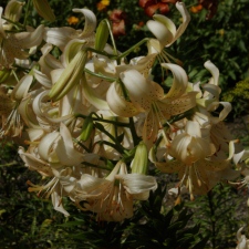 Liliaceae Lilium x hybridum hort. cv. Пяшчота