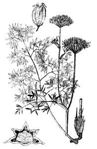 Cenolophium denudatum (Hornem.) Tutin 