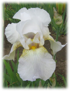 Iris x hybrida hort. cv. Emma