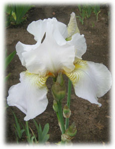 Iridaceae Iris x hybrida hort. cv. Emma