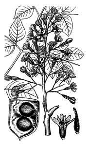 Fabaceae Gymnocladus dioicus (L.) C. Koch 