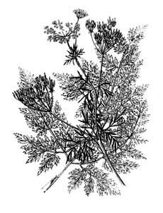Apiaceae Chaerophyllum bulbosum L. 